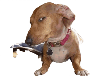 A well known meme of a dog side eyeing the camera suspiciously and slyly.