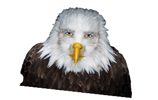 A well known meme of an anthropomorphic eagle staring at the camera.